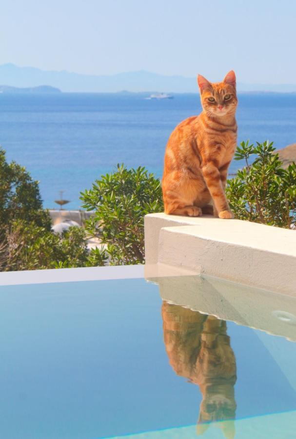 Villa With View Of Agios Ioannis And Pool With Jacuzzi Exteriör bild